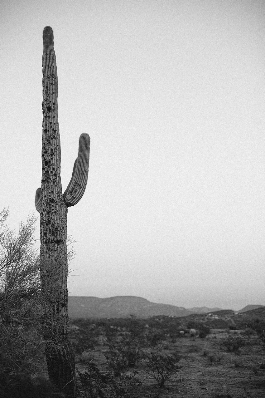 Saguaro