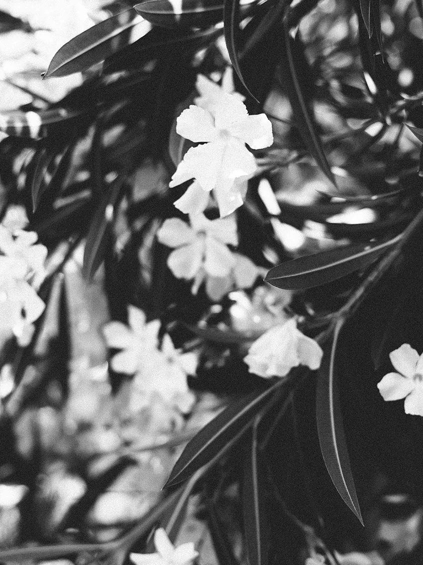 Oleander Branches