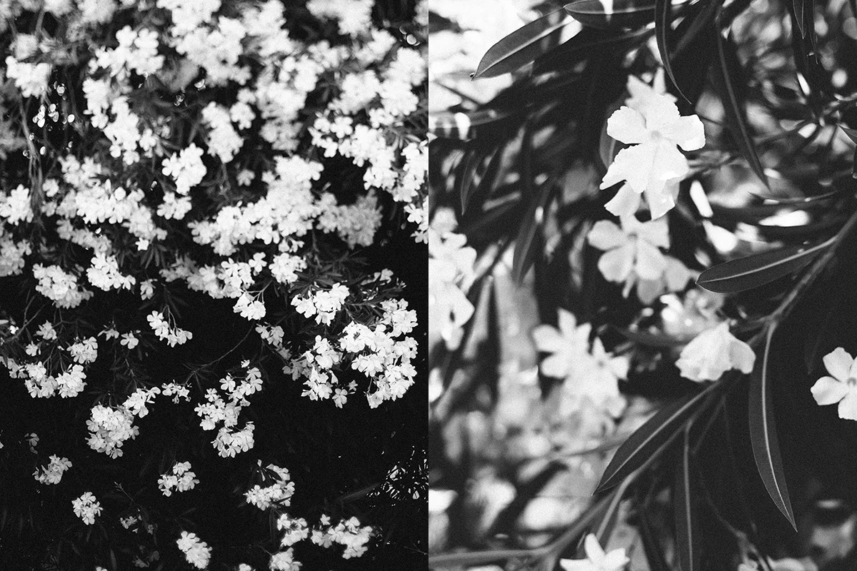 Oleanders - Set of Two!