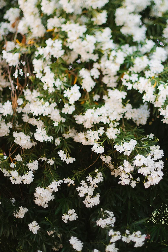 White Oleanders (In Color)