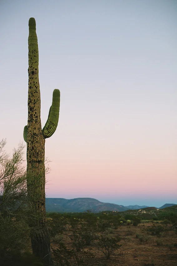 Saguaro (In Color)