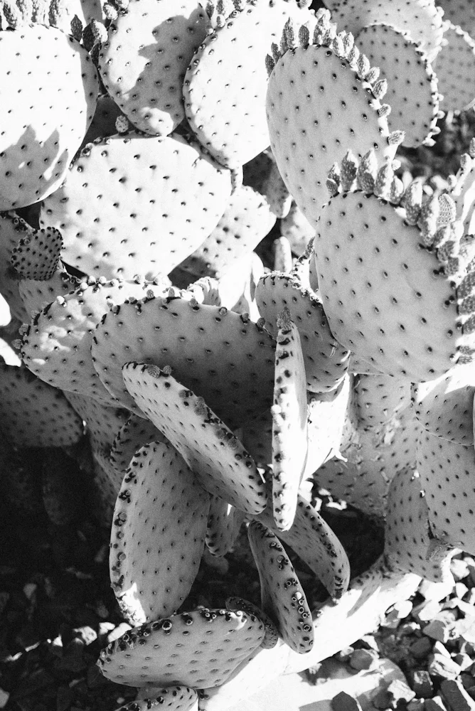 NEW! Asparagus Cactus 