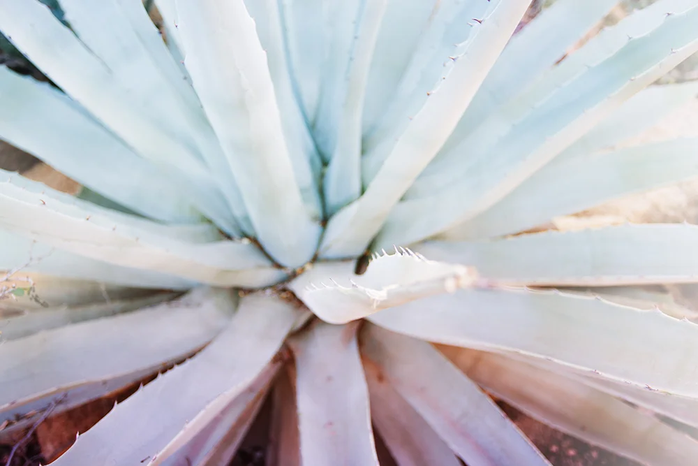 NEW! Agave Love