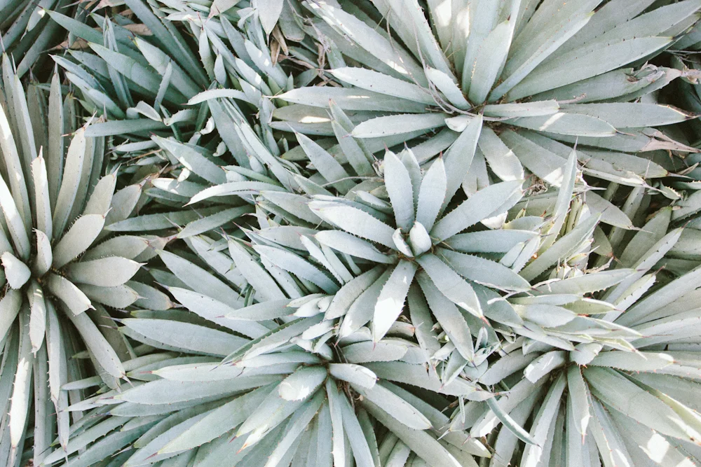 NEW! BOOM (In Color)