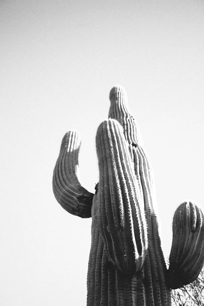 NEW! See Ya Saguaro