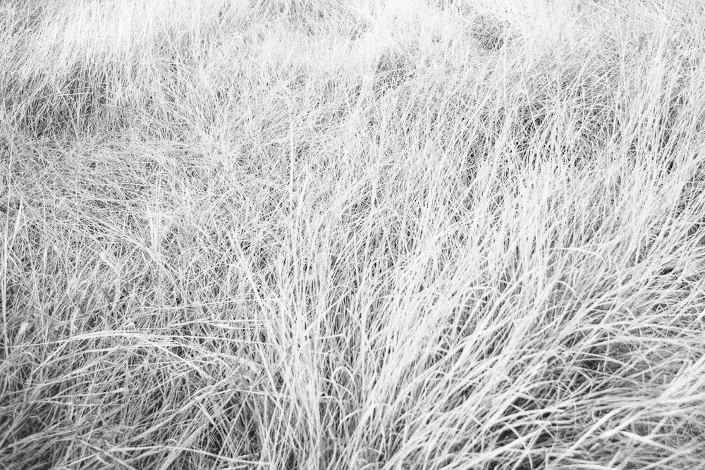NEW! Desert Grasses