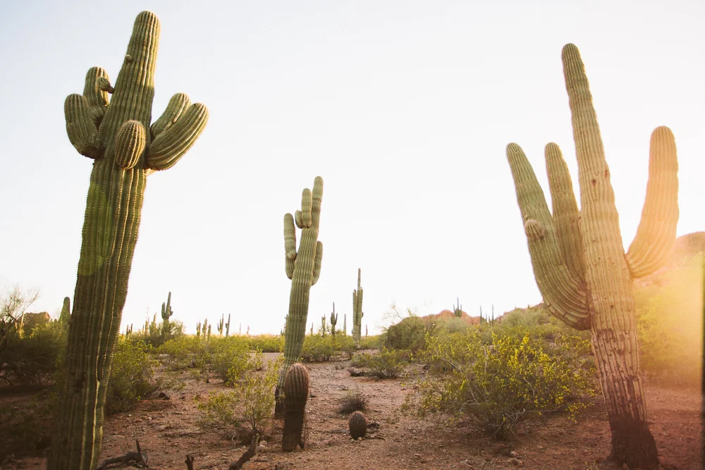 NEW! Saguaro Squad (In Color)