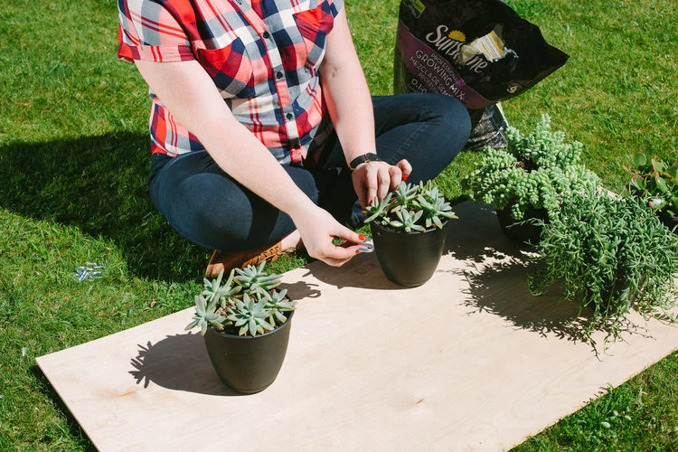 Build your own Wall Garden! 