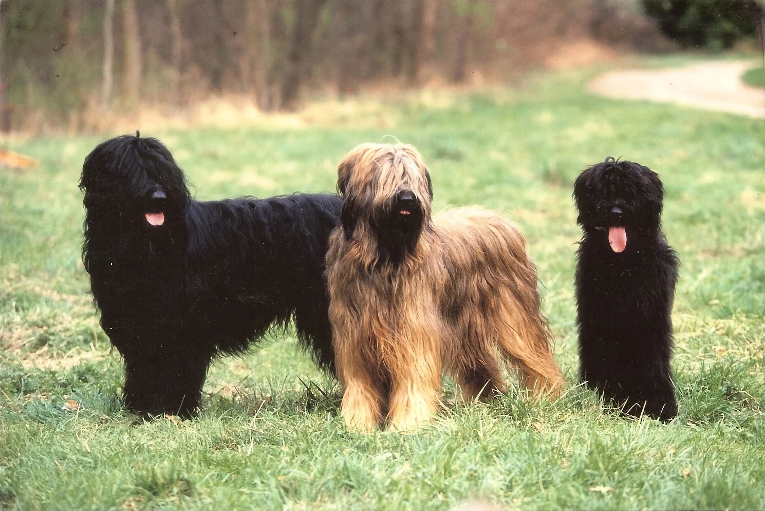 French Briard Black Briard Puppy Hot French Sheepdog Briard Shop