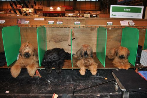  The Beaugency Team Crufts 2013 