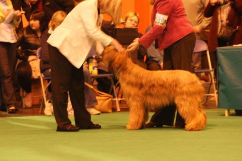  Maisie BP Crufts 2013 