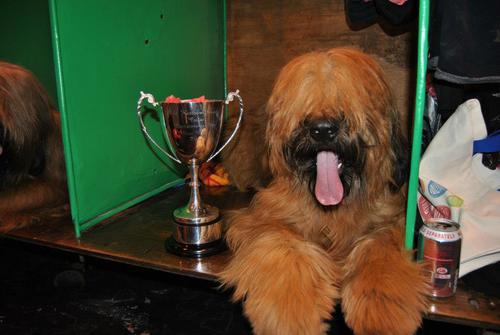  Maisie with her Crufts Best Puppy Cup 