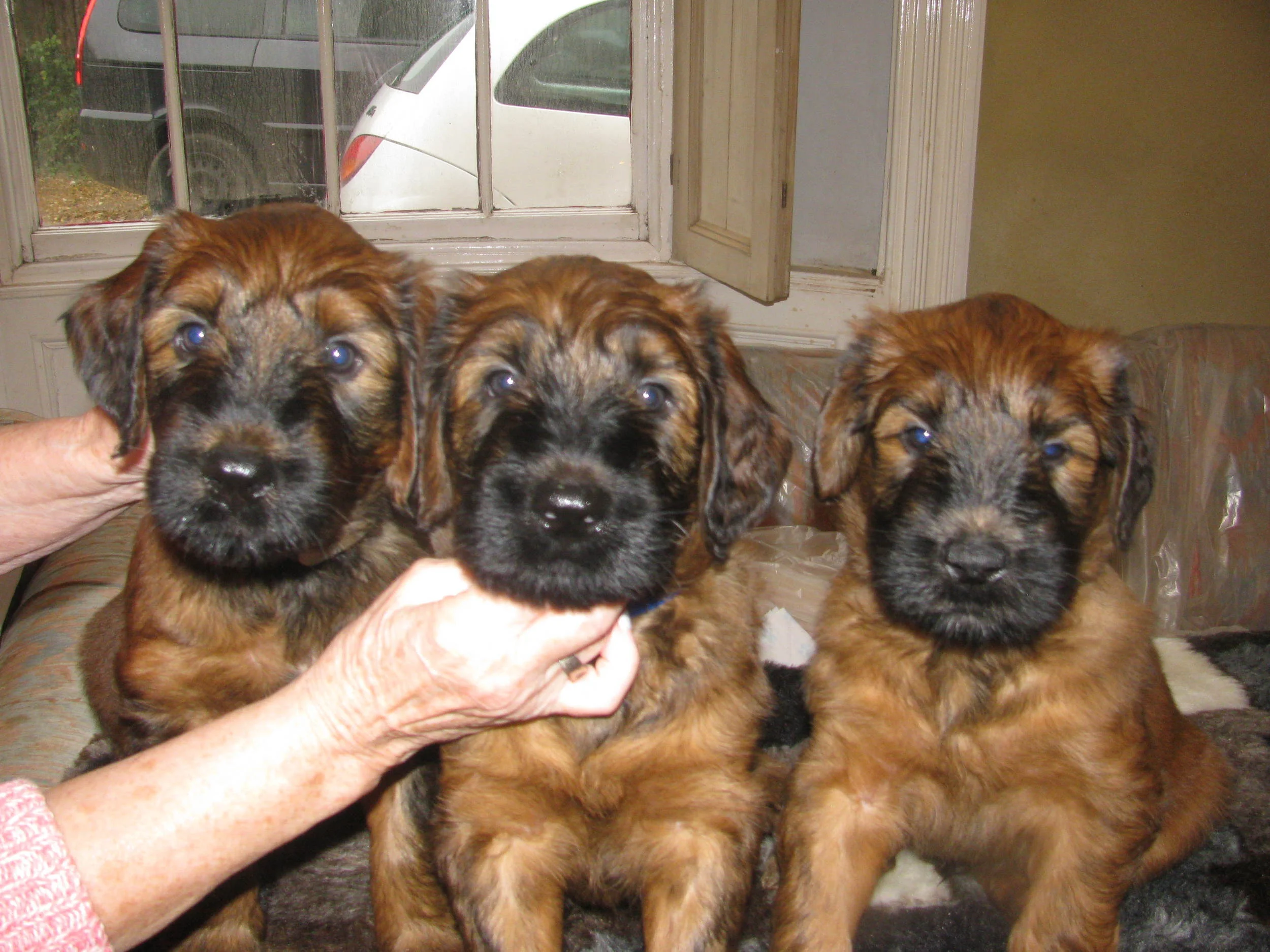 Beaugency Briards Briard Puppy For Sale Briard Dog For Sale Clearance - Main Image