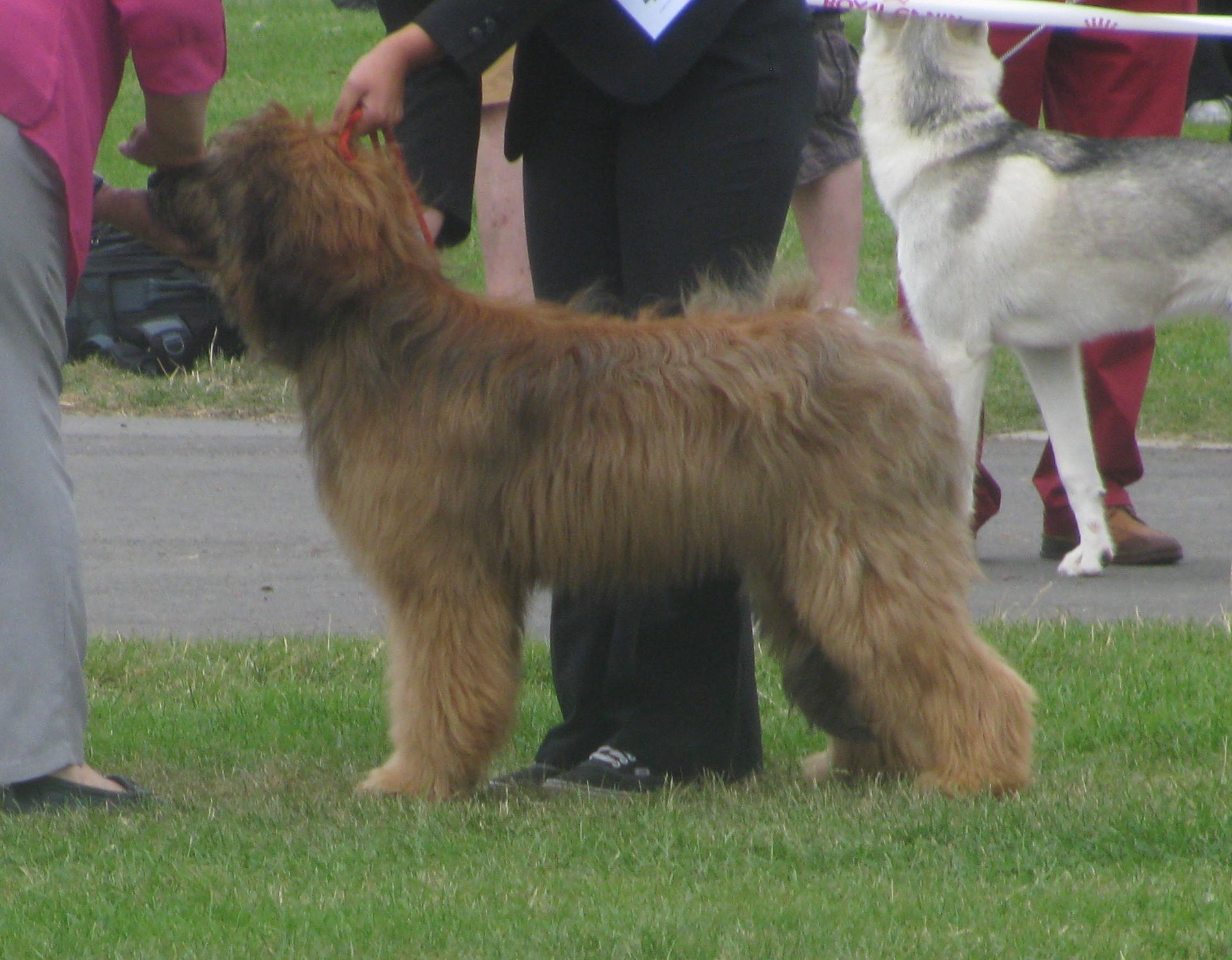 Evesham Open show 13.7.14 003b-crop.JPG