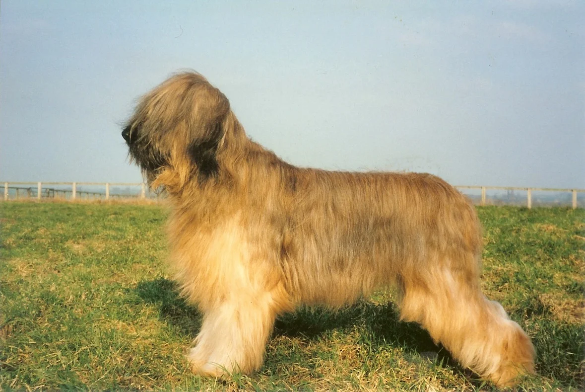 Holly in paddock2jpeg.jpg