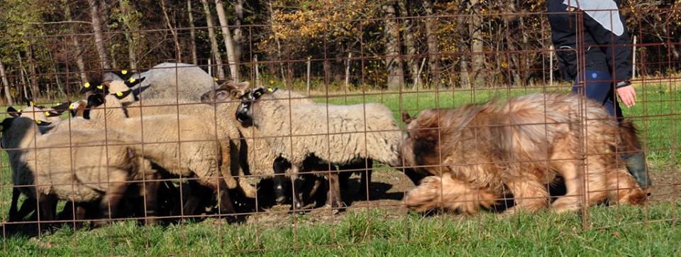 1st herding lesson f.jpg