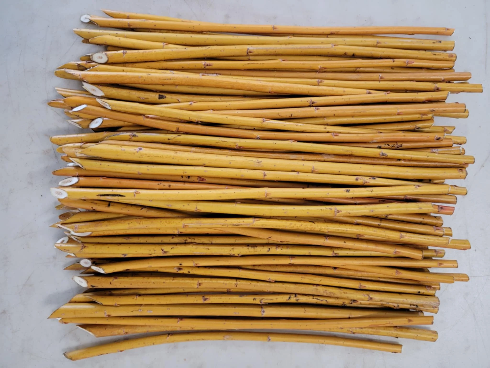 SALIX ALBA VITELLINA (10 Cuttings)