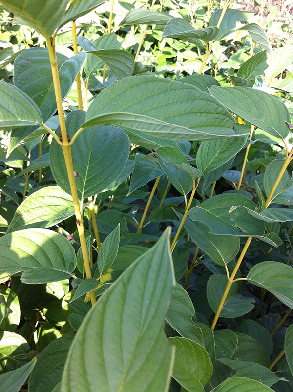 Yellow Dogwood