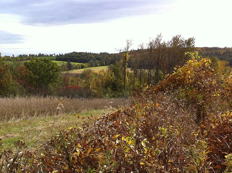 The view from the top of the bittersweet field.