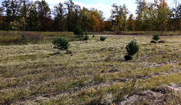 All trees are dug and ready for moving.
