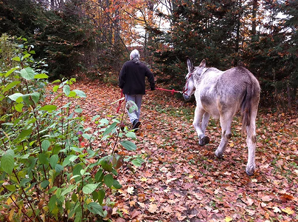 Jill had to drag Molly home. They were very tired donkeys after all of their adventures.