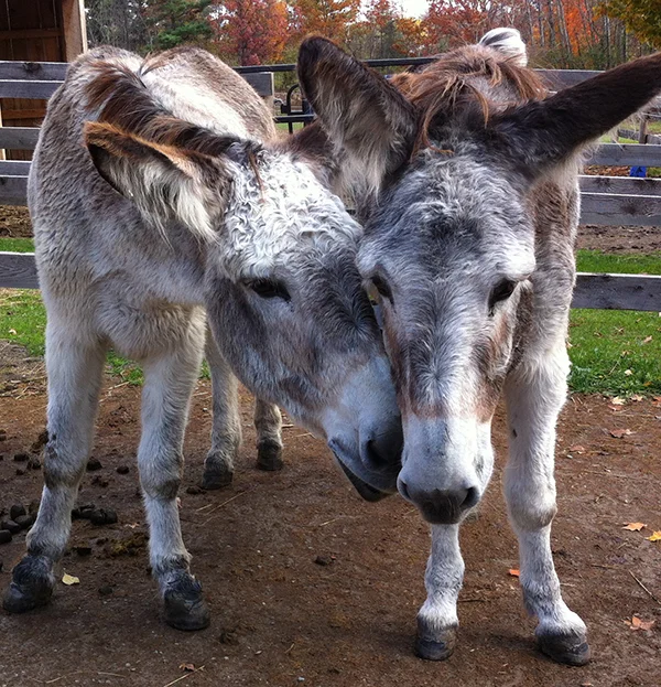 Pssst. Hey Franny, come on, let's go again!