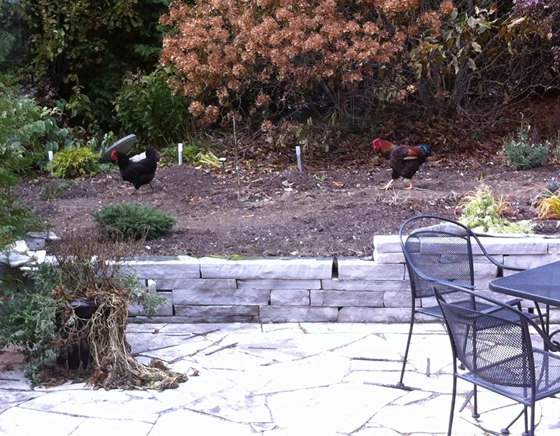 chickens3.jpg