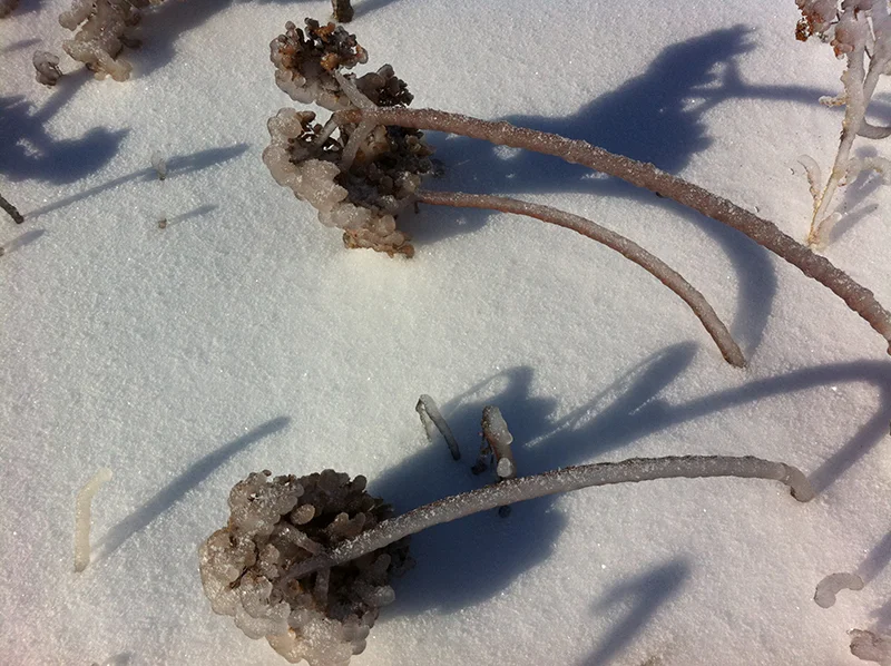 winter-ice12.jpg