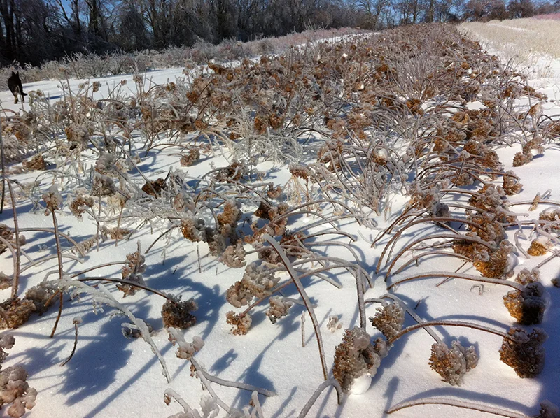 winter-ice11.jpg