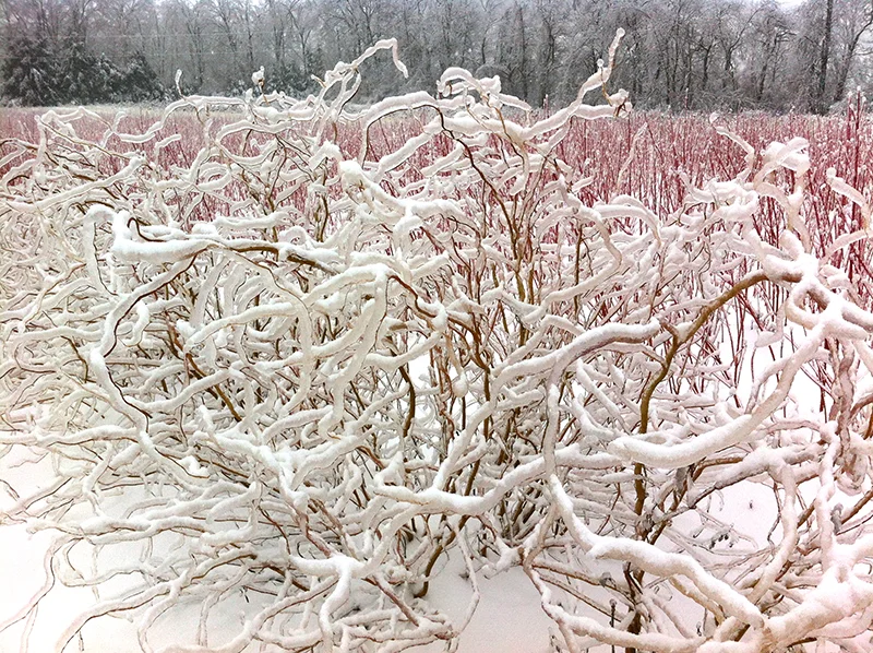 snow4.jpg