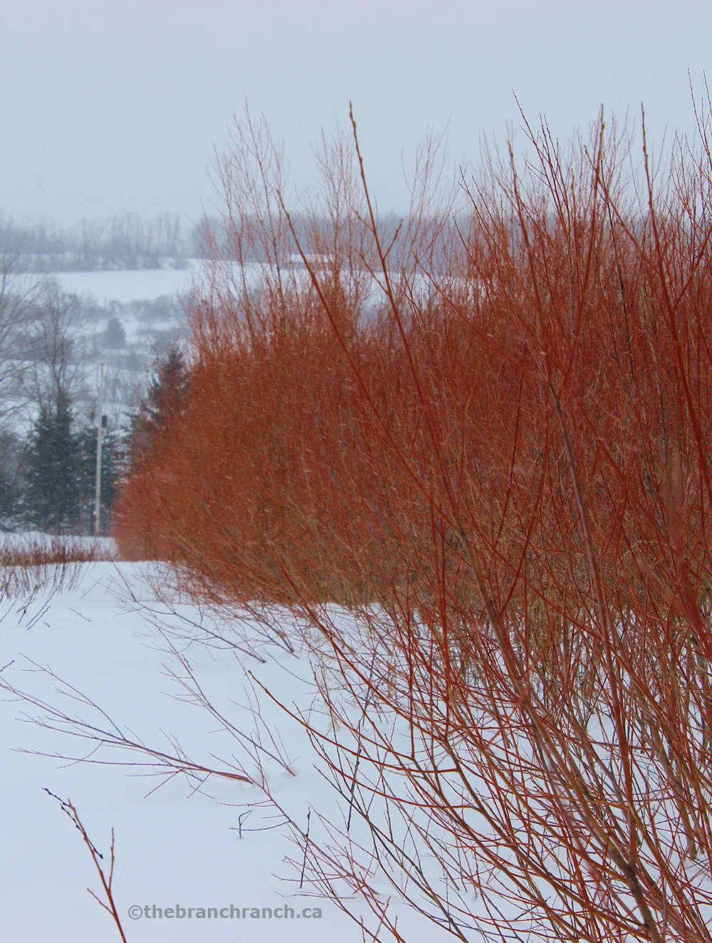 Flame willow in the field.