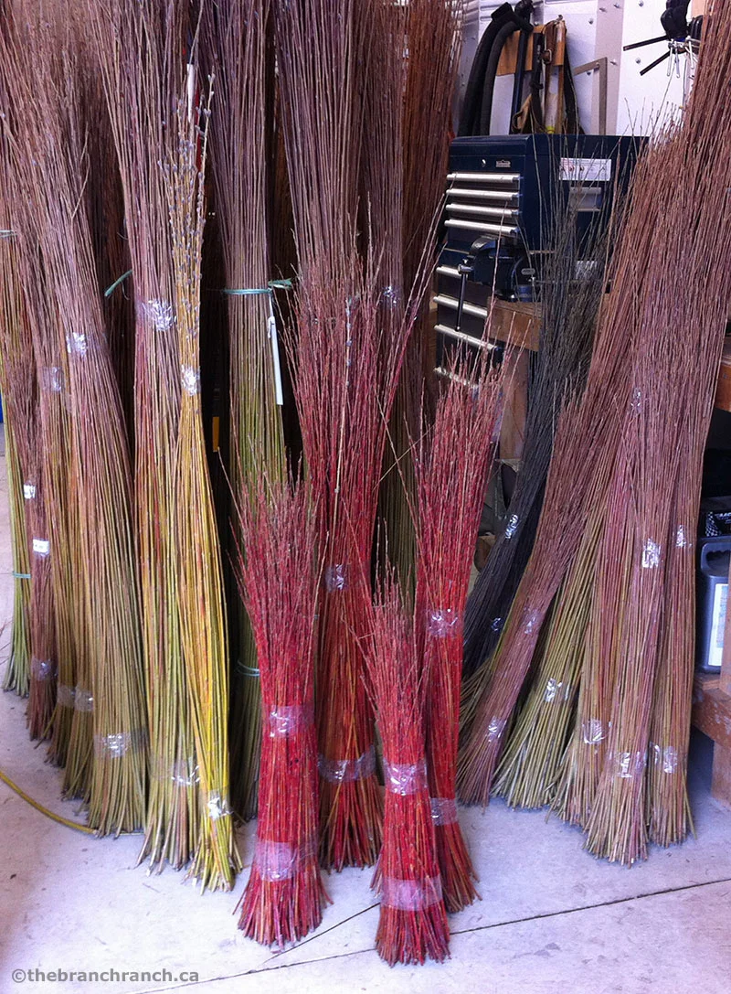 Colourful bundles of graded willow in Lene's workshop.