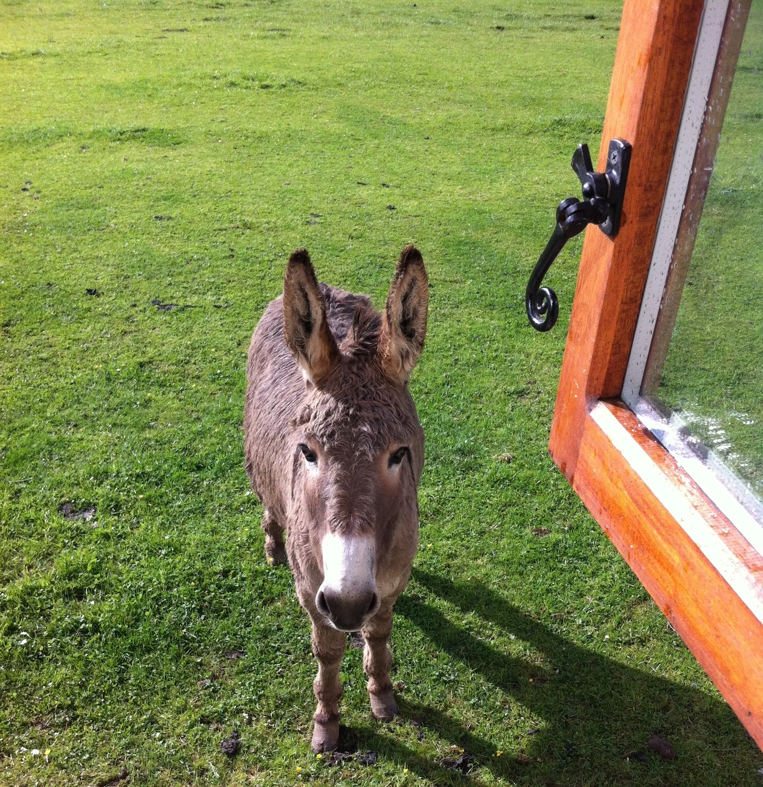 Dinky the Donkey at the kitchen window.