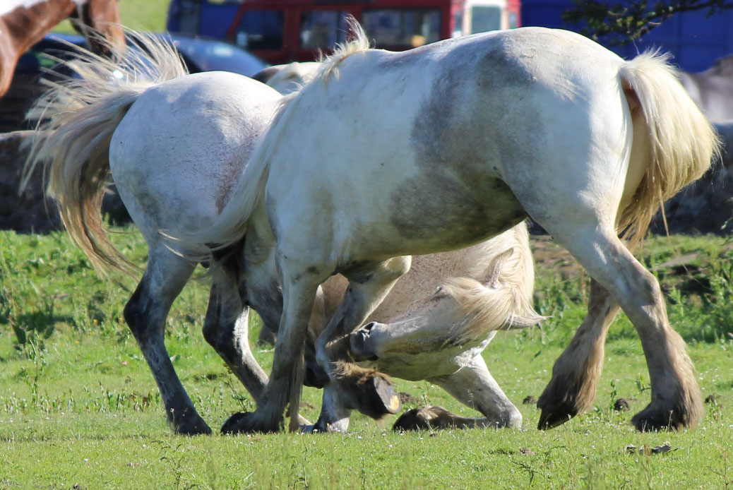 Just horsing around.