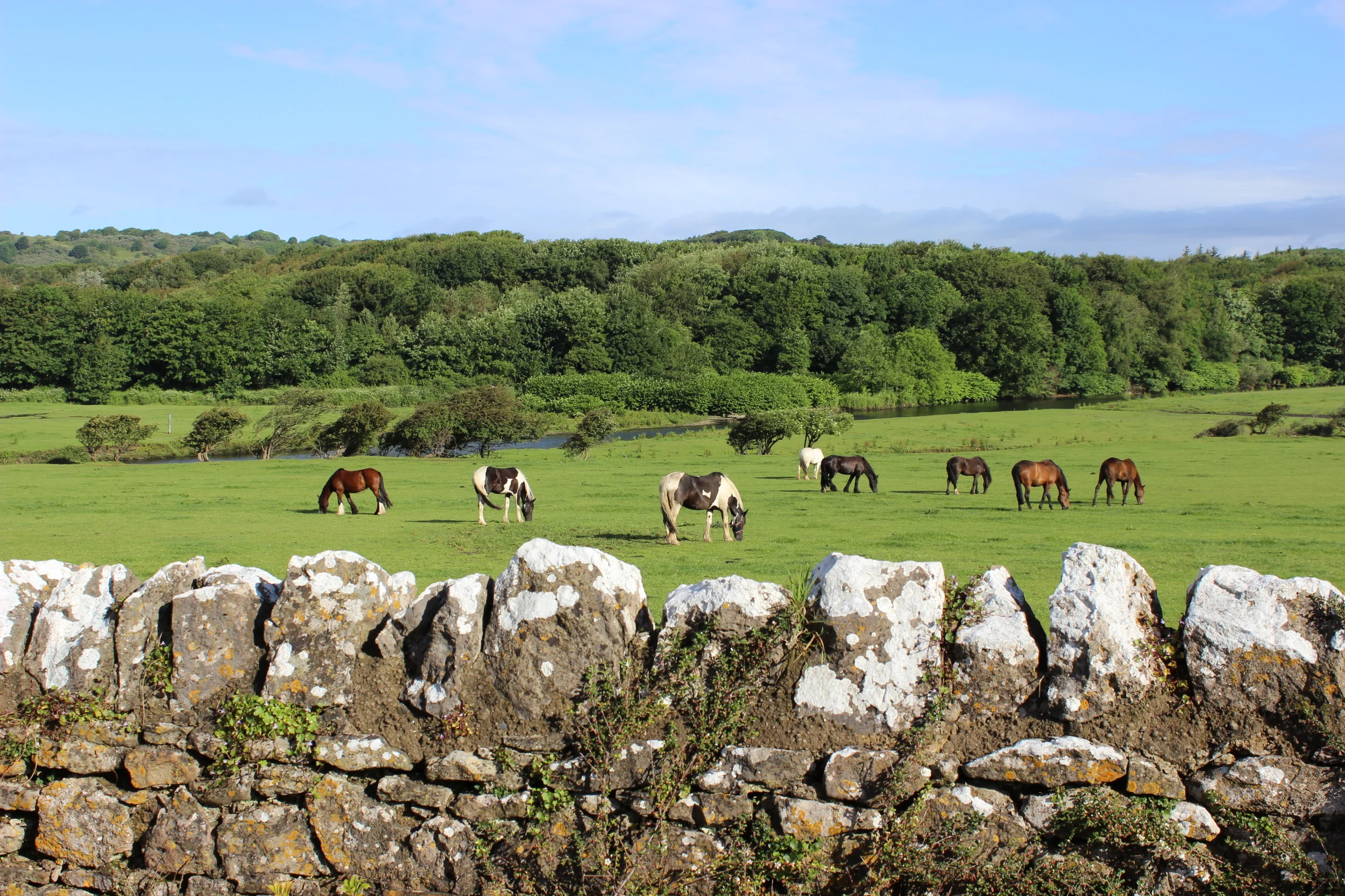 Horse lovers paradise.