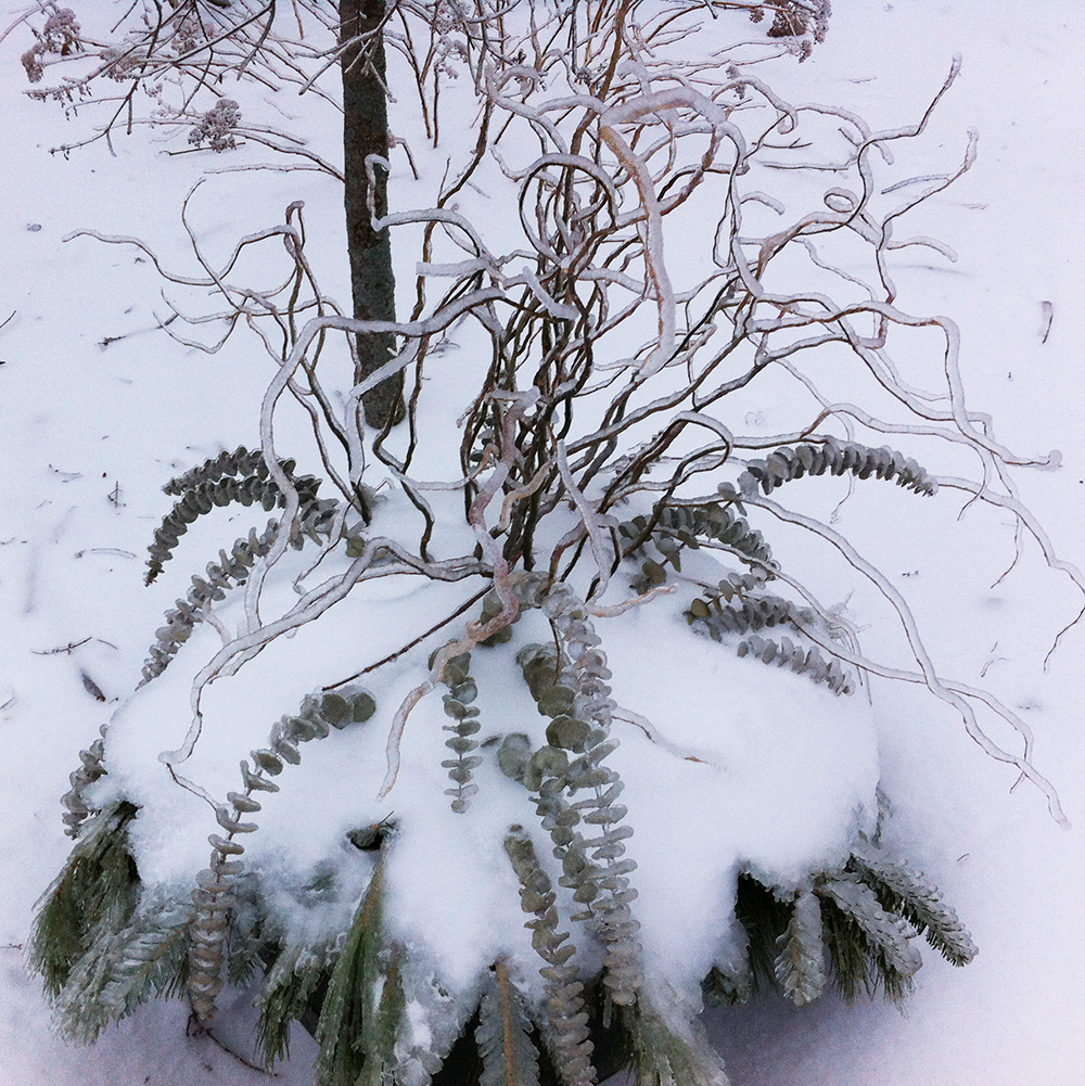 Ooops, we forgot to rescue this one from the ice storm!