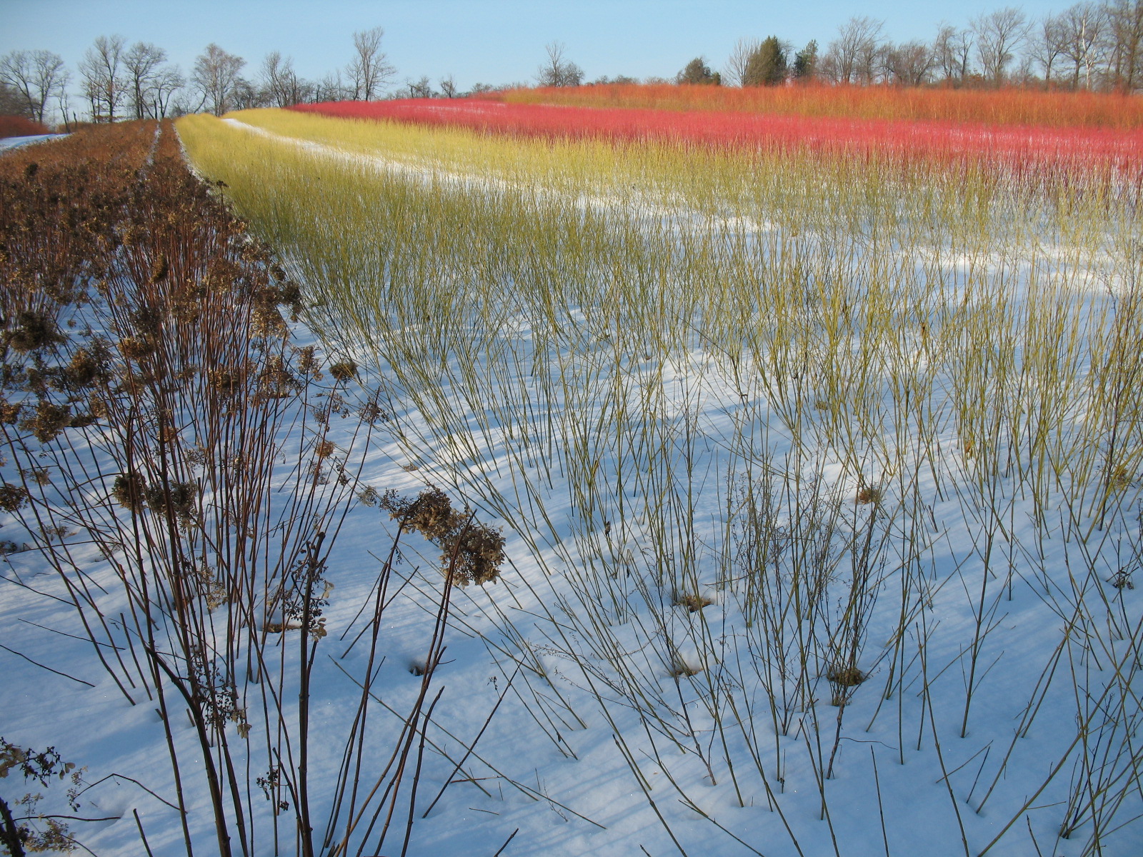 Hydrangea, Yellow Dogwood, Cardinal Dogwood and Flame Willow.