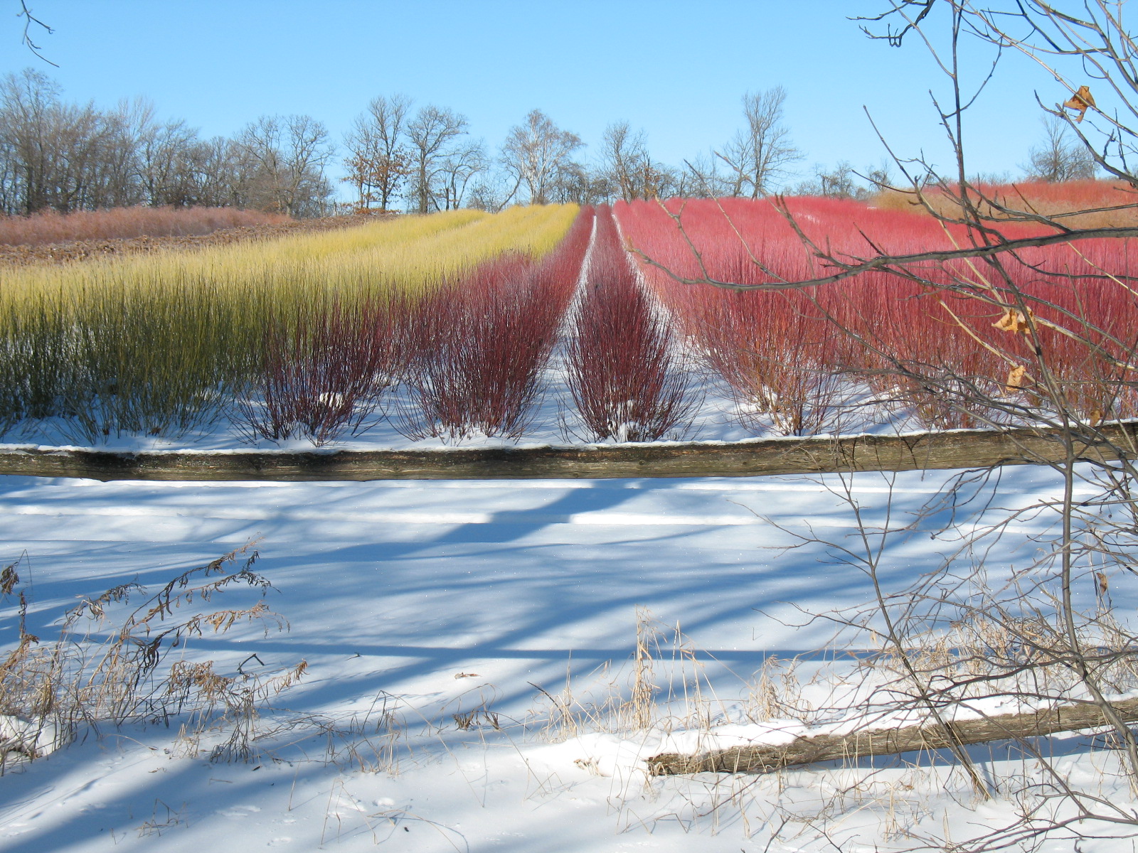 Rainbow fields of The Branch Ranch.