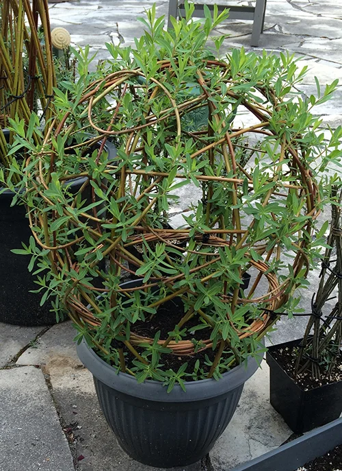 livingwillow.ca.jpg