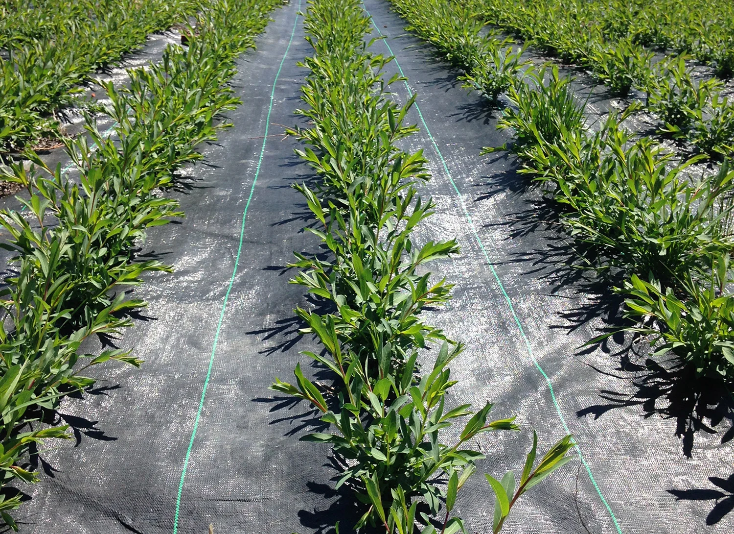 cuttings2.jpg