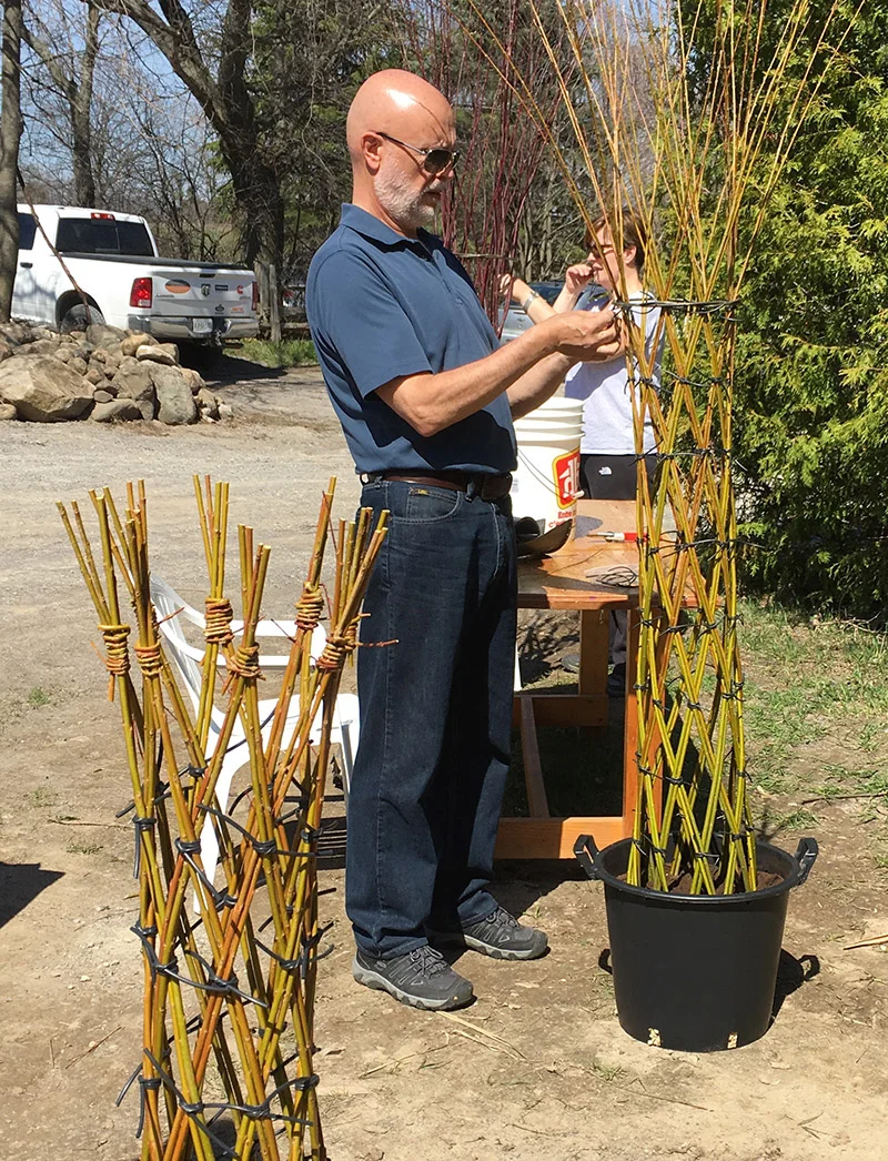 Living Willow Tree
