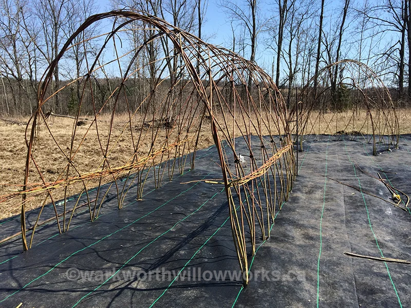 A tunnel and dome on the farm. Planted in April 2016