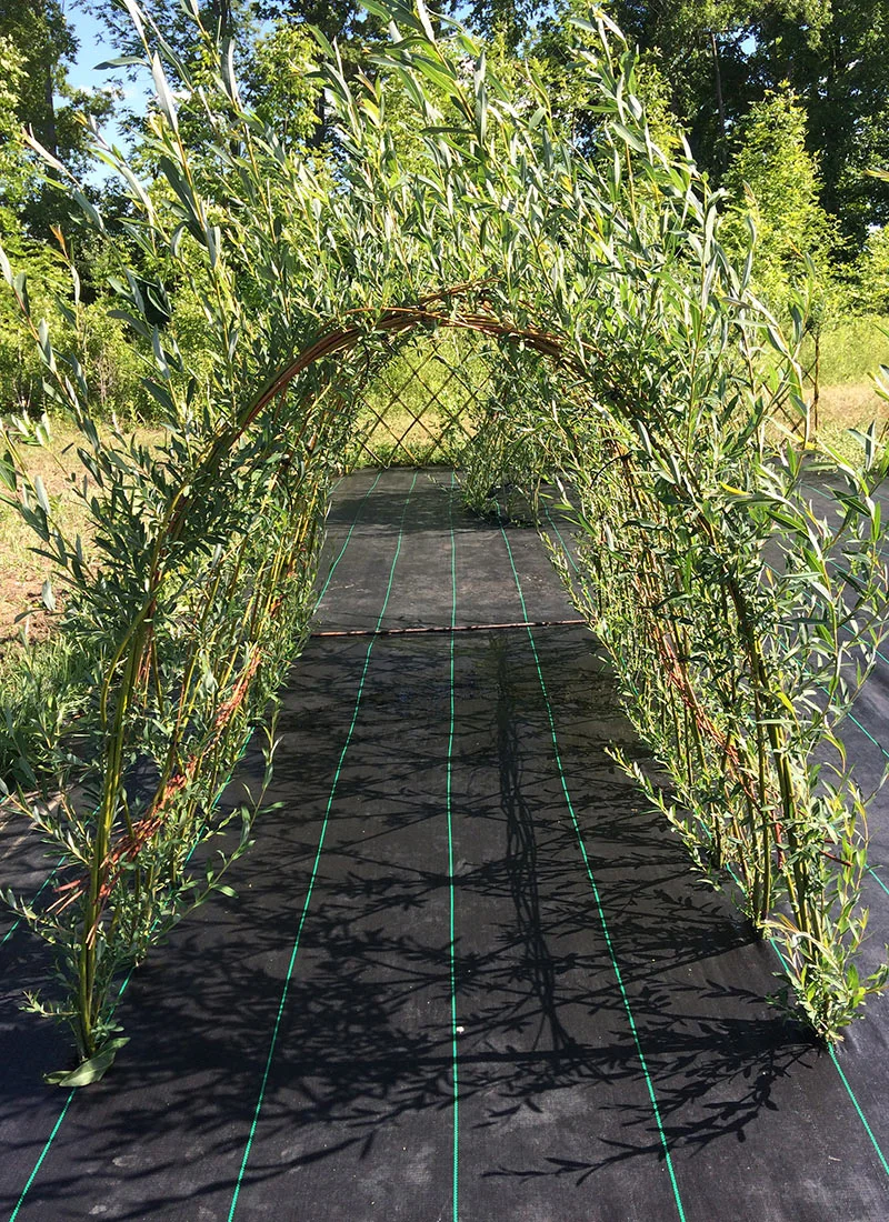 Growth on the tunnel by July of the first year.