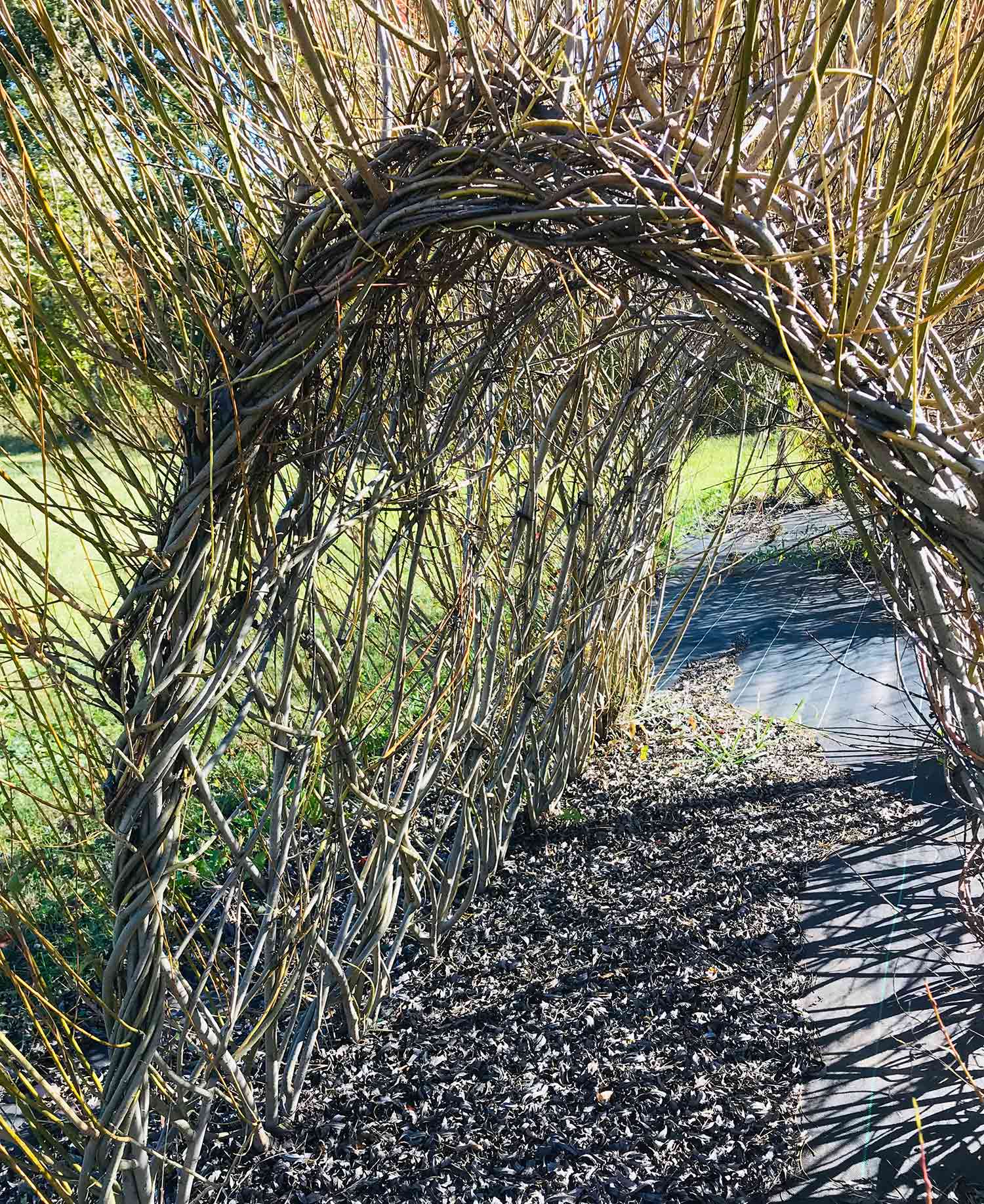 Re-weaving of the structure is starting to take shape. Fall 2018