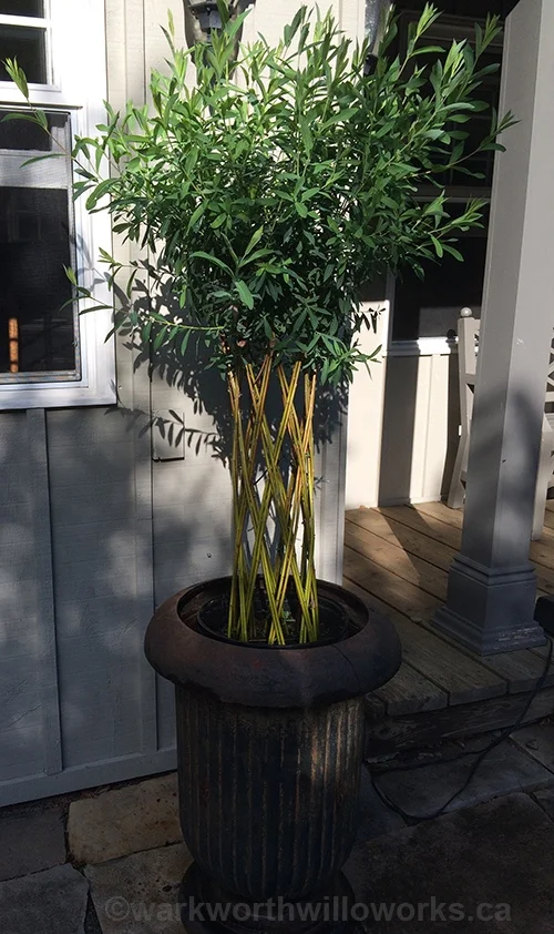 trees6.jpg