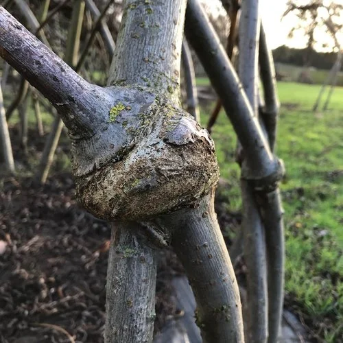 A beautiful, natural graft on the willow. photo courtesy spencer jenkins