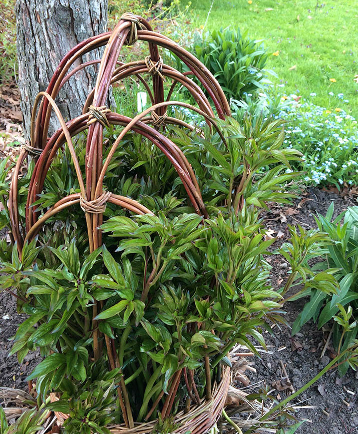 peony5.jpg