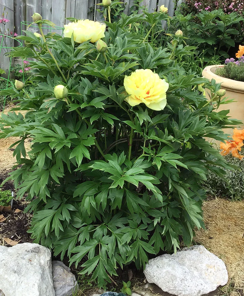 peony8.jpg