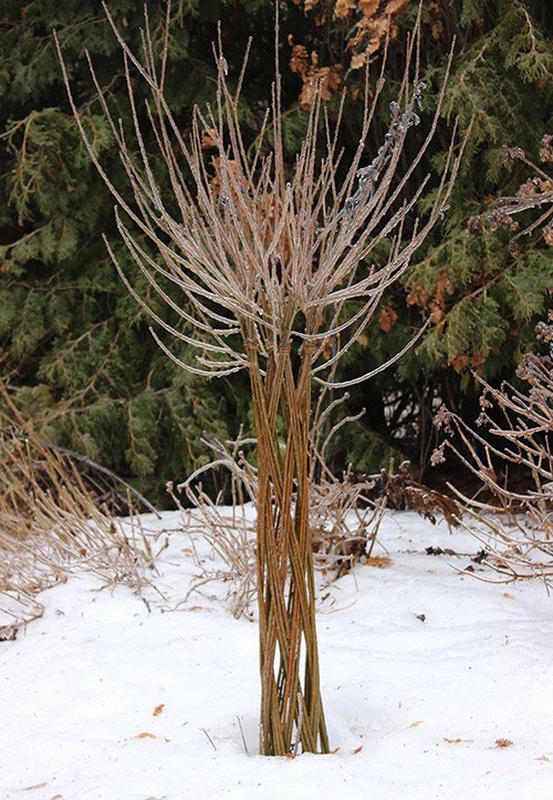 living willow tree w ice.jpg