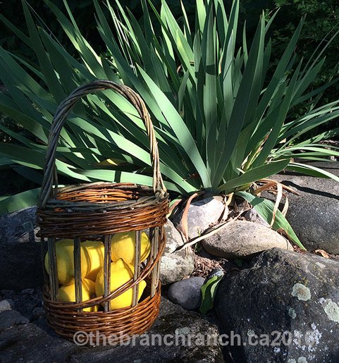 lantern with lemons.JPG